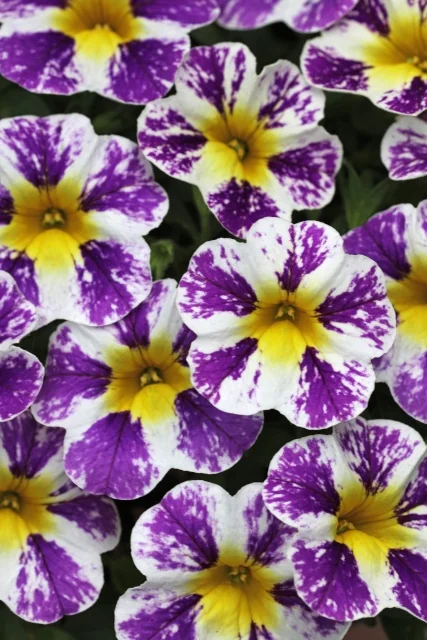 Candy Shop™ Calibrachoa (Calibrachoa Candy Shop™ Series) displays clusters of small, ruffled flowers with deep purple petals heavily splashed and streaked with white, centered with bright yellow throats. Close-up view showing full blooms in a dense flowering display, demonstrating the variety's signature bicolor pattern.