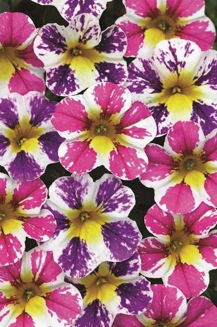 Close-up of Candy Shop™ Calibrachoa flowers displaying vibrant magenta, purple, white, and yellow bicolor petals with yellow throats, showing multiple blooms in full flower to demonstrate the variety's colorful mix and prolific flowering habit.