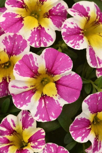 Close-up of Candy Shop Sweet Dreams calibrachoa flowers with magenta-pink petals heavily splashed with white and bright yellow centers, showing multiple open blooms clustered together to display the variety's distinctive bicolor pattern.