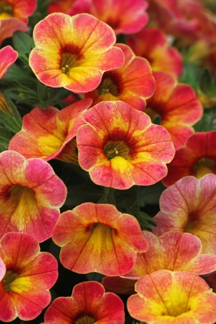 Chameleon® Calibrachoa (Calibrachoa Chameleon® Series) displaying clusters of small, ruffled trumpet flowers with coral-pink petals and golden-yellow centers, shown in close-up to highlight the vibrant bicolor blooms and prolific flowering habit.