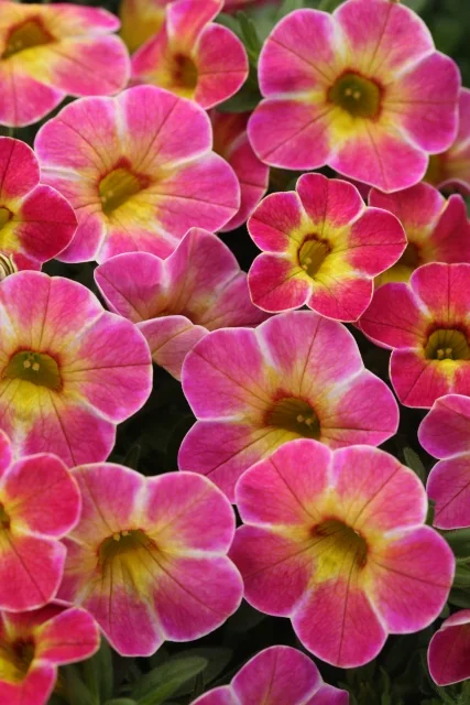 Chameleon® Calibrachoa flowers displaying vibrant magenta petals with bright yellow centers and white striping, shown in a close-up overhead view demonstrating the prolific blooming habit and color variation of this variety.