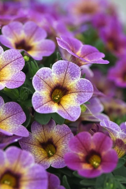 Close-up of Chameleon® Calibrachoa flowers showing purple petals with contrasting yellow and dark burgundy bicolor centers, clustered densely together with green foliage visible, demonstrating the variety's distinctive color-changing blooms in full flower.