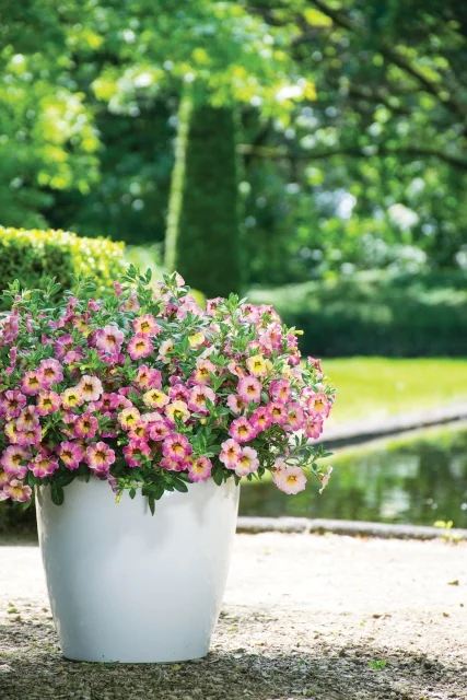 Chameleon® Calibrachoa (Calibrachoa Chameleon® Series) in a white container, displaying abundant pink and yellow flowers with green foliage, positioned on a patio with a formal garden and water feature blurred in the background, showing mature container planting size.