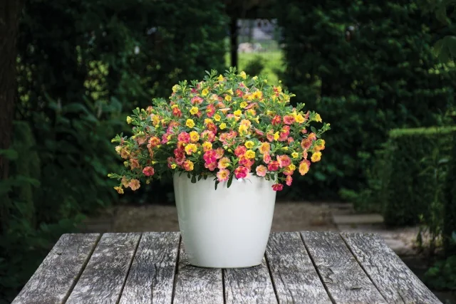 Chameleon® Calibrachoa (Calibrachoa Chameleon® Series) in a white container, displaying a full, mounded form with abundant small double flowers in shades of pink, red, yellow, and orange. Photograph shows mature flowering plant in a garden setting, demonstrating the variety's full landscape potential.