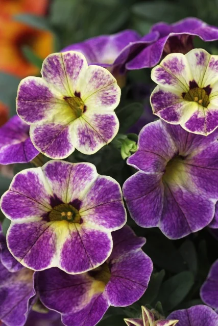 Chameleon® Calibrachoa (Calibrachoa Chameleon® Series) displaying bicolor purple and white striped petals with yellow centers, shown in close-up with multiple open blooms demonstrating the vibrant variegated flower pattern.