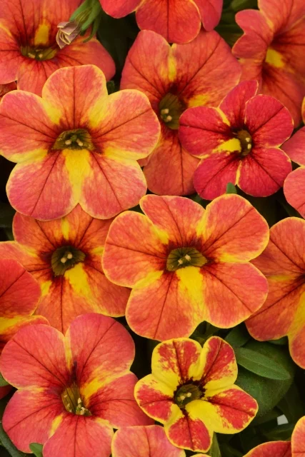 Close-up overhead view of Chameleon® Calibrachoa flowers with coral-red petals and bright yellow centers, displaying the variety's characteristic color-changing blooms in full flower.