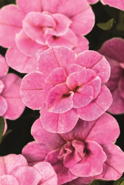 Close-up of Chameleon® Calibrachoa 'Double Tickled Pink' showing fully double, ruffled pink flowers with layered petals and visible yellow centers, demonstrating the variety's distinctive bloom form and color intensity.