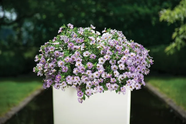Chameleon® Calibrachoa (Calibrachoa Chameleon® Series) displaying abundant lavender and white bicolor flowers with yellow centers, cascading from a white container against a blurred green garden background, showing mature flowering form for container and hanging basket use.