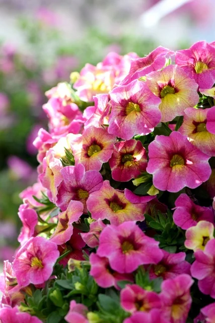 Close-up of Chameleon® Calibrachoa (Calibrachoa Chameleon® Series) flowers showing vibrant pink petals with yellow-green centers and deep burgundy throat markings. Dense clusters of small trumpet-shaped blooms in full flower, demonstrating the variety's characteristic bicolor coloring and prolific flowering habit.