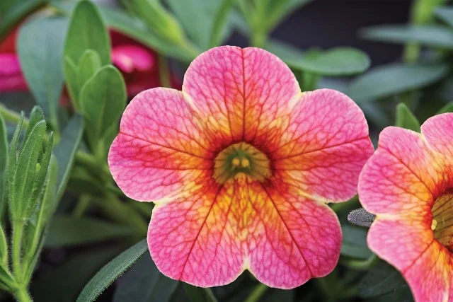 Close-up of Chameleon® Calibrachoa (Calibrachoa Chameleon® Series) flowers displaying bright pink petals with yellow and orange gradient centers and prominent dark red veining. Green foliage and additional blooms visible in the background, showing flower color and intricate petal patterns.