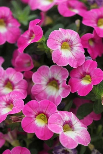 Chameleon® Calibrachoa (Calibrachoa Chameleon® Series) variety Pink Diamond displaying bright magenta-pink flowers with white centers and yellow stamens, shown in full bloom at close range to showcase the bicolor petal pattern and compact flowering habit.