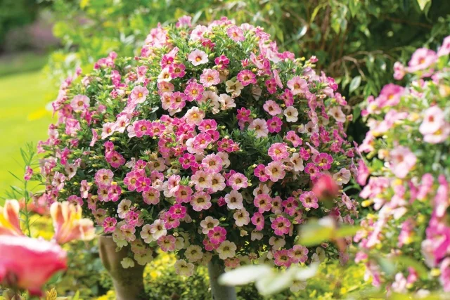 Chameleon® Calibrachoa (Calibrachoa Chameleon® Series) in full bloom showing a dense, mounding plant covered with small pink and cream bicolor flowers in a hanging basket, demonstrating mature flowering habit in a garden setting.