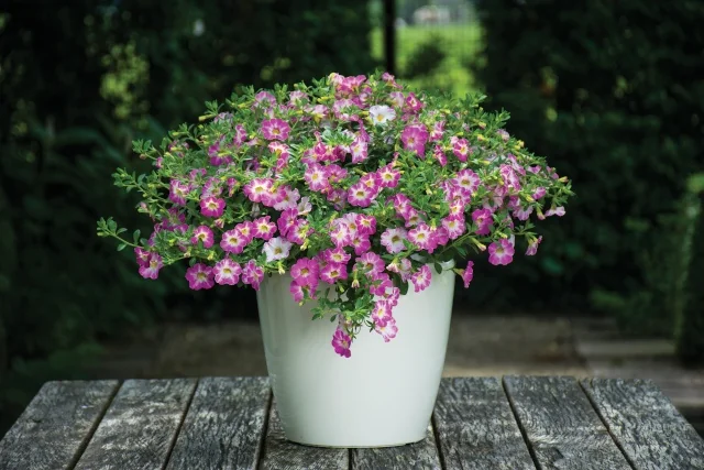 Chameleon® Calibrachoa (Calibrachoa Chameleon® Series) with vibrant pink flowers and small green foliage in a white container on a wooden table, showing full mounded habit at mature flowering stage for container gardening display.