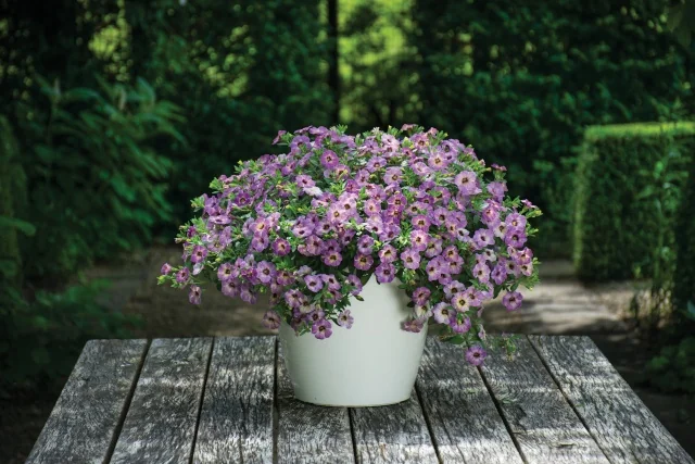Chameleon® Calibrachoa (Calibrachoa Chameleon® Series) in plum purple, displaying a full, mounding habit with dozens of small trumpet-shaped flowers cascading over the edges of a white ceramic container, positioned on a weathered wooden garden table with hedges in the background, showing mature bloom density for container gardens.
