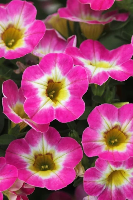 Bright magenta and white Chameleon® Calibrachoa flowers with yellow centers, displayed in a close-up cluster showing multiple blooms at various angles, demonstrating the variety's distinctive two-tone petals and abundance of flowers.