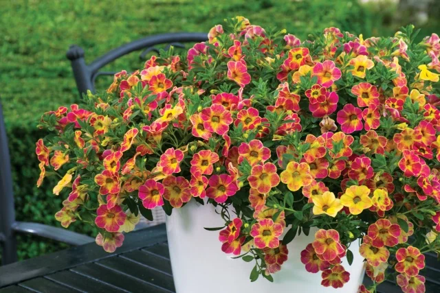 Chameleon® Calibrachoa (Calibrachoa Chameleon® Series) displays dense clusters of small, bicolor flowers in shades of red, pink, yellow, and orange with contrasting centers, cascading from a white container on a dark bench, demonstrating the variety's prolific summer bloom and trailing habit.