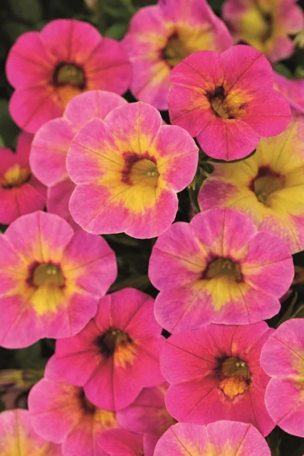 Close-up of Chameleon® Calibrachoa flowers with pink petals and bright yellow centers, displaying the bicolor blooms in full clusters, showing abundant flowering habit ideal for container gardens.