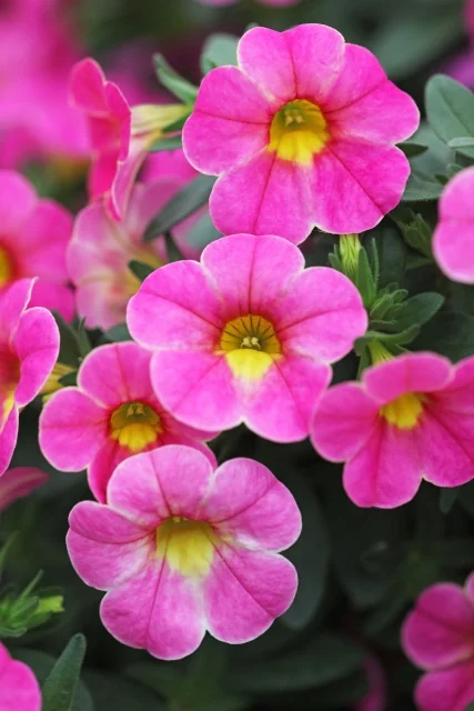 Close-up of Chameleon® Calibrachoa flowers displaying bright magenta-pink petals with yellow centers, multiple blooms in focus showing the variety's characteristic color pattern and compact flower form, demonstrating typical summer flowering abundance.