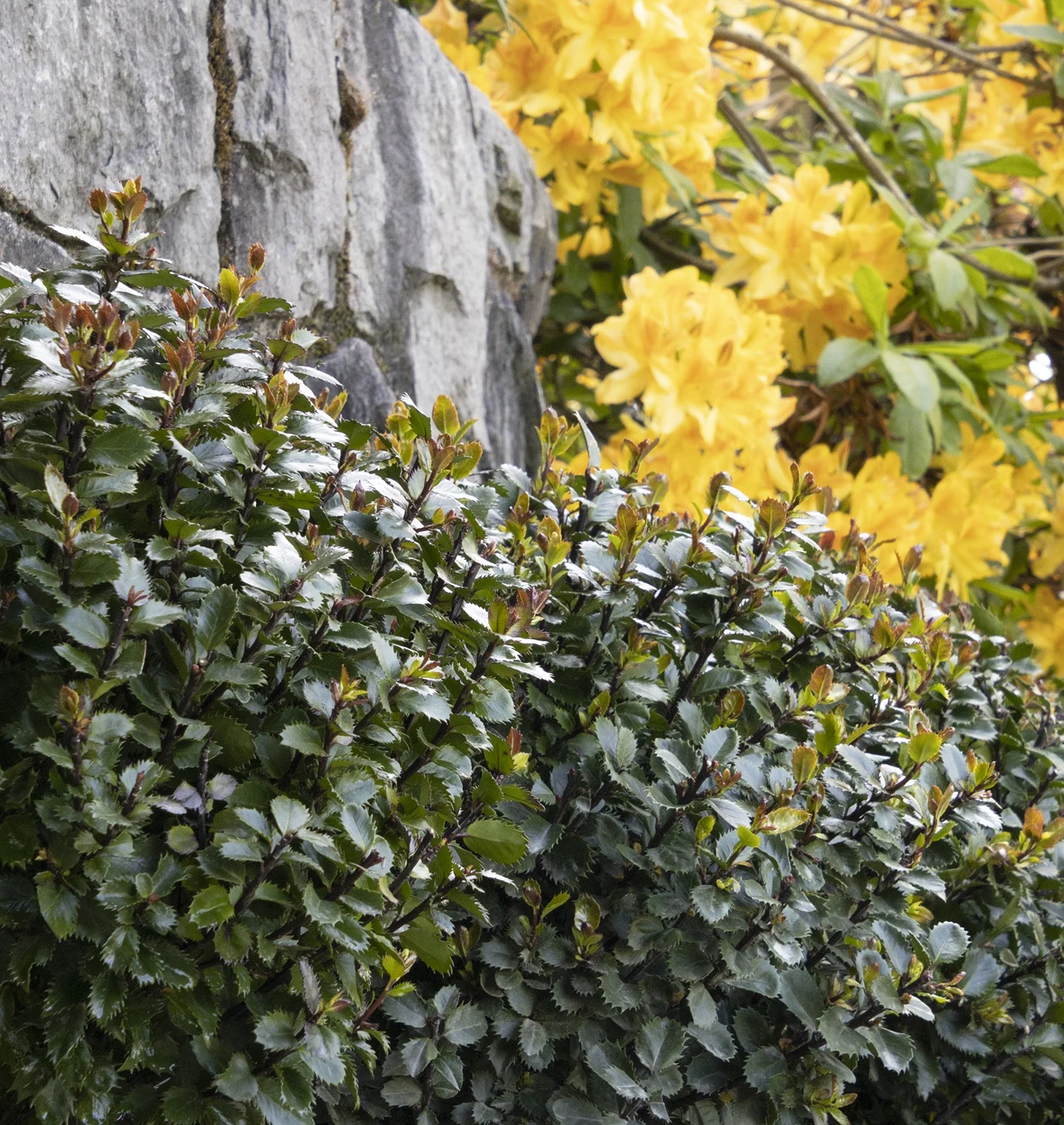 Monrovia; by Doreen Wynja