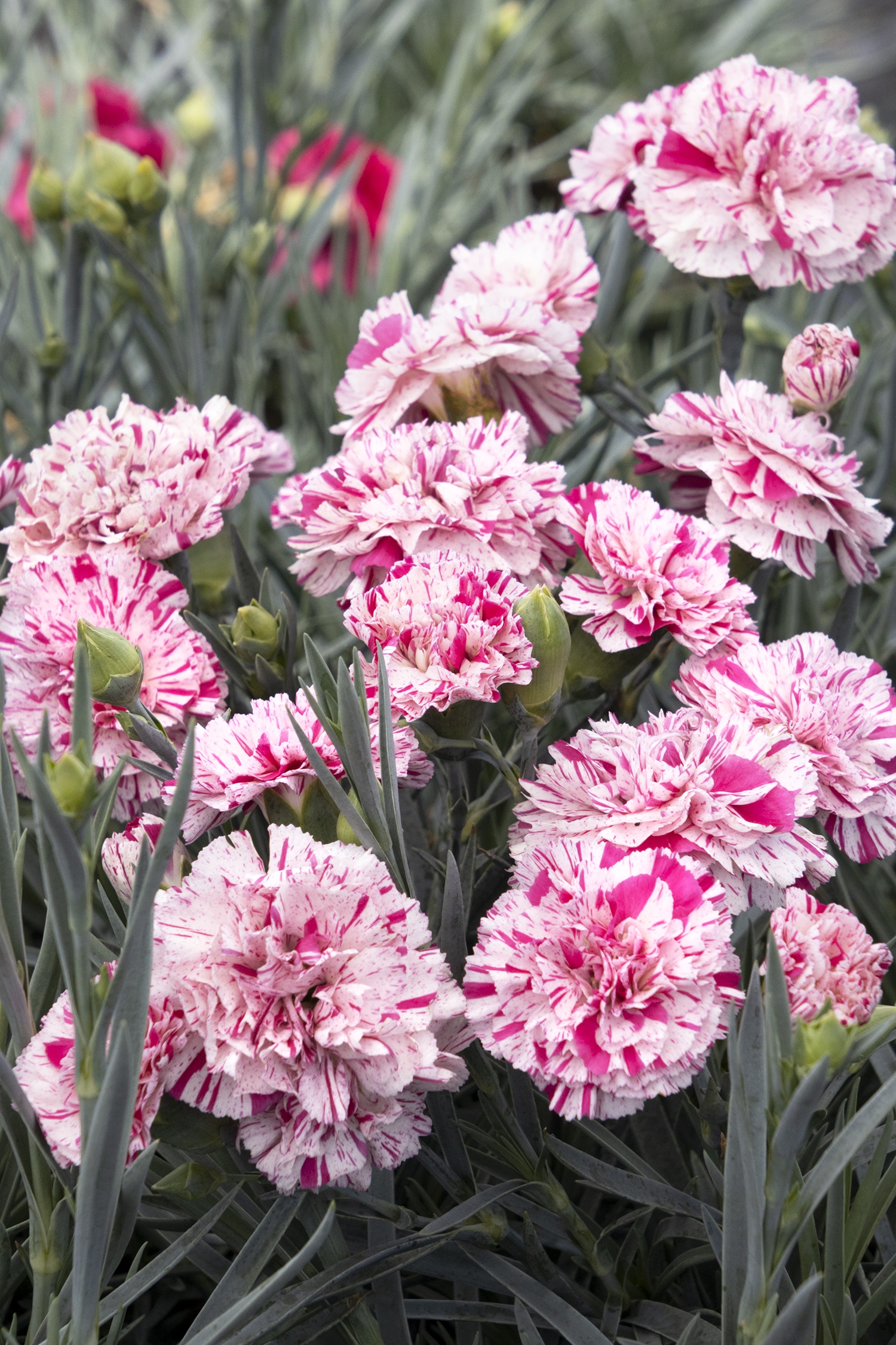 Devon Cottage™ Pinball Wizard Dianthus, Monrovia Plant