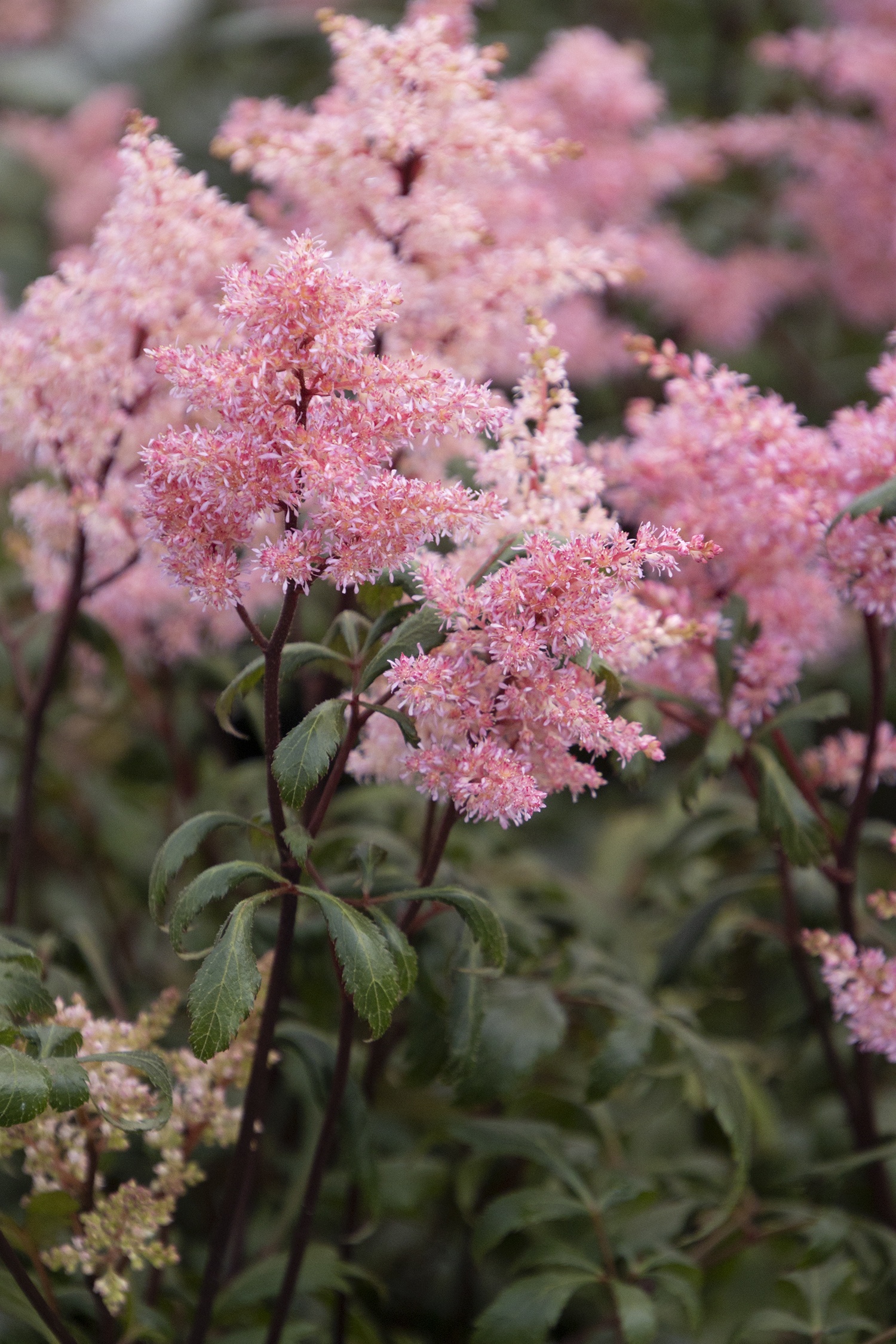 Lollypop Astilbe, Astilbe x 'Lollypop' ; CPBR #1442, Monrovia Plant