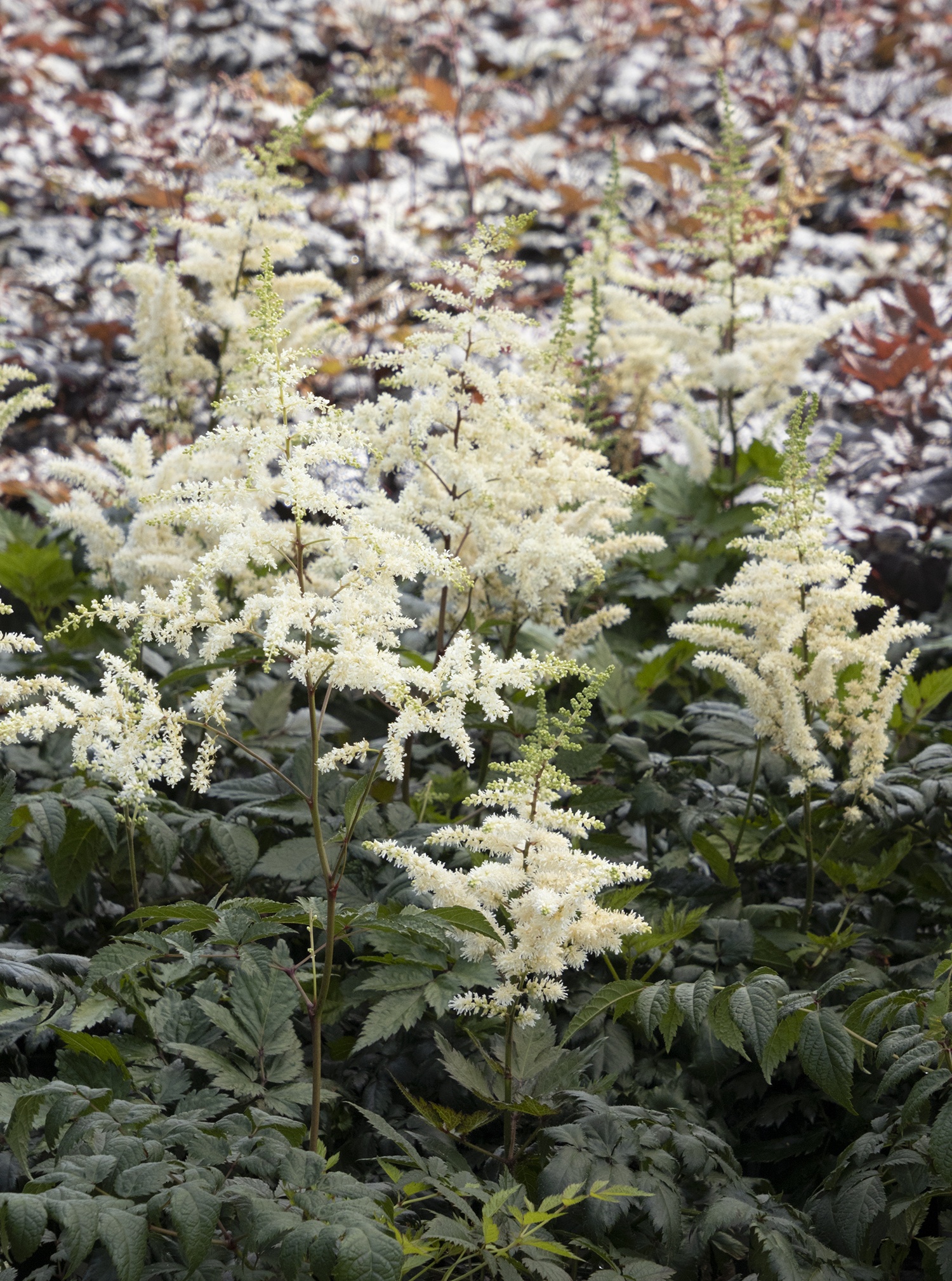 Vision in White Astilbe, Astilbe chinensis 'Vision in White' PP