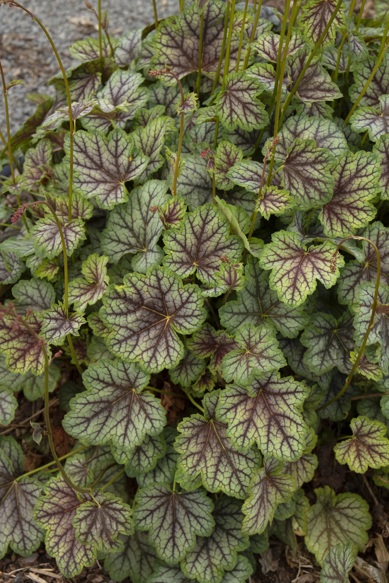 Green Spice Heuchera, Heuchera americana 'Green Spice', Monrovia Plant