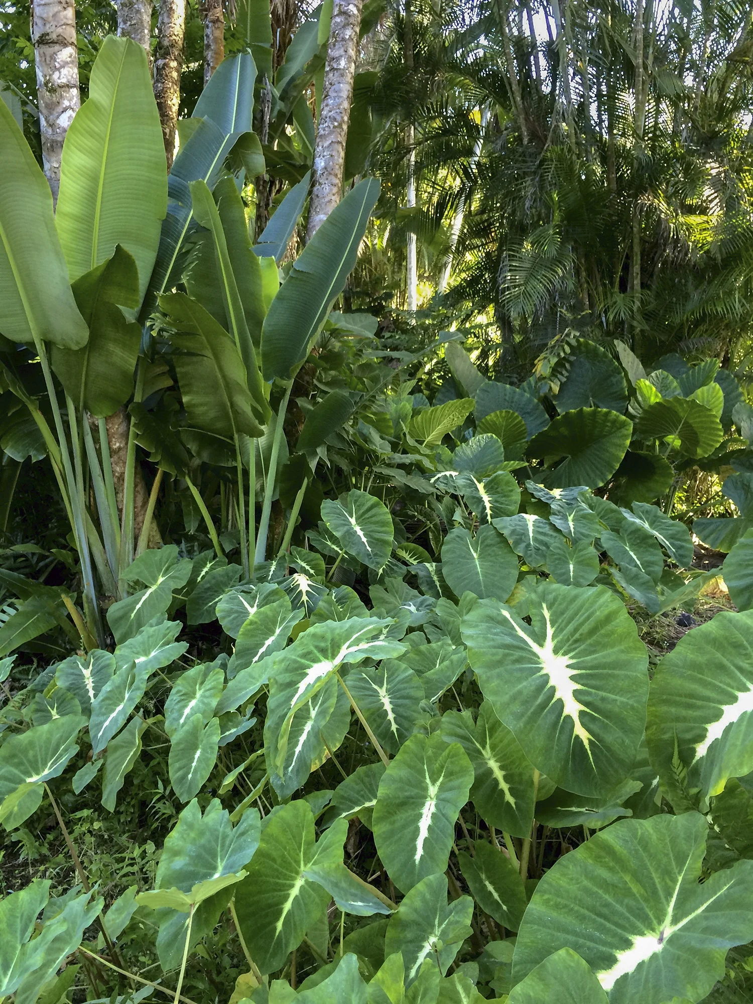 Royal Hawaiian® White Lava Elephant Ear, Monrovia Plant