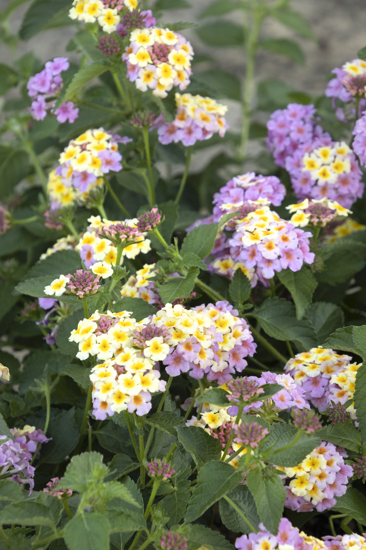 Mary Ann Lantana, Lantana camara 'Mary Ann', Monrovia Plant