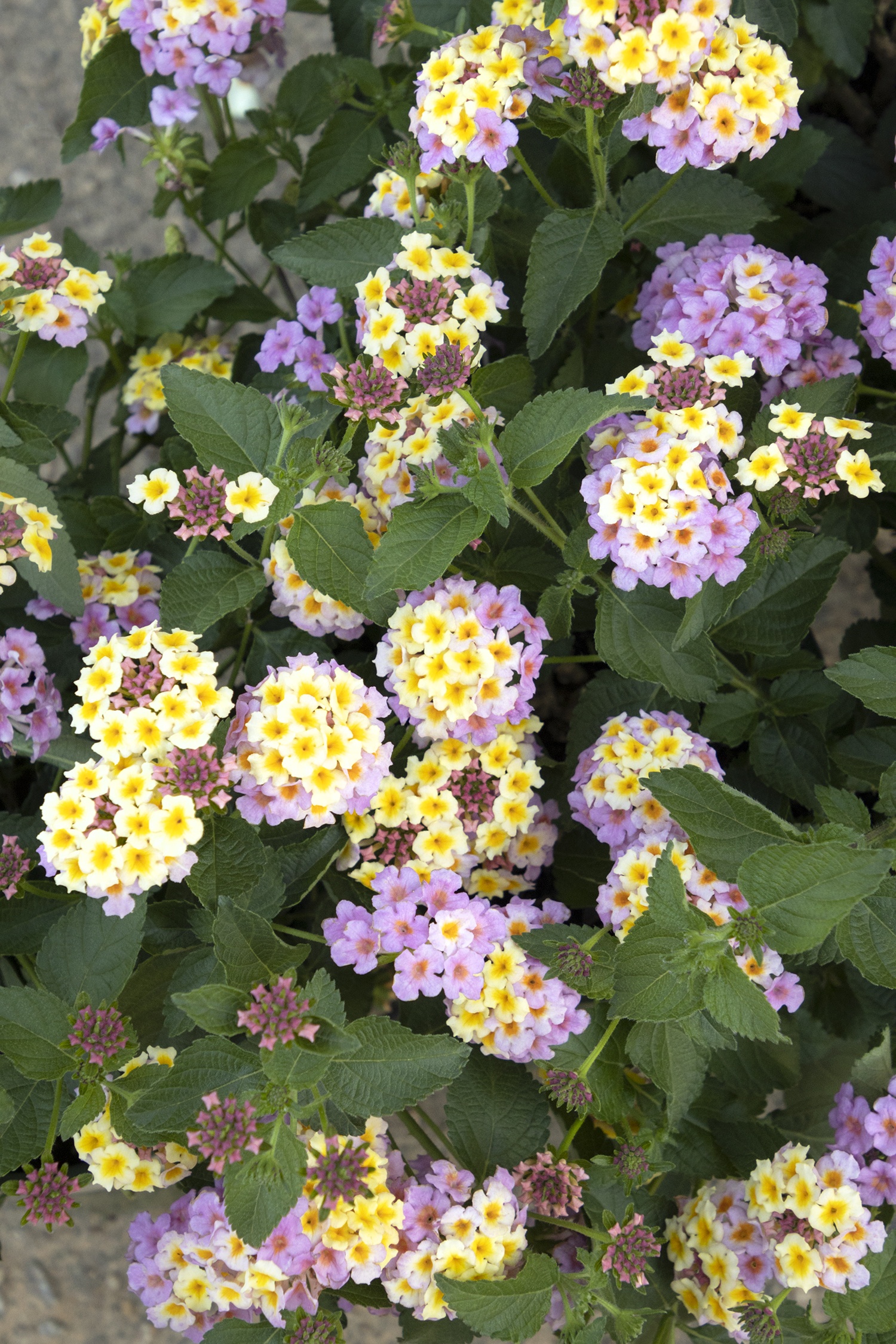 Maru Lona Love あんみつ姫 Mary Ann Lantana, Lantana camara 'Mary Ann', Monrovia Plant