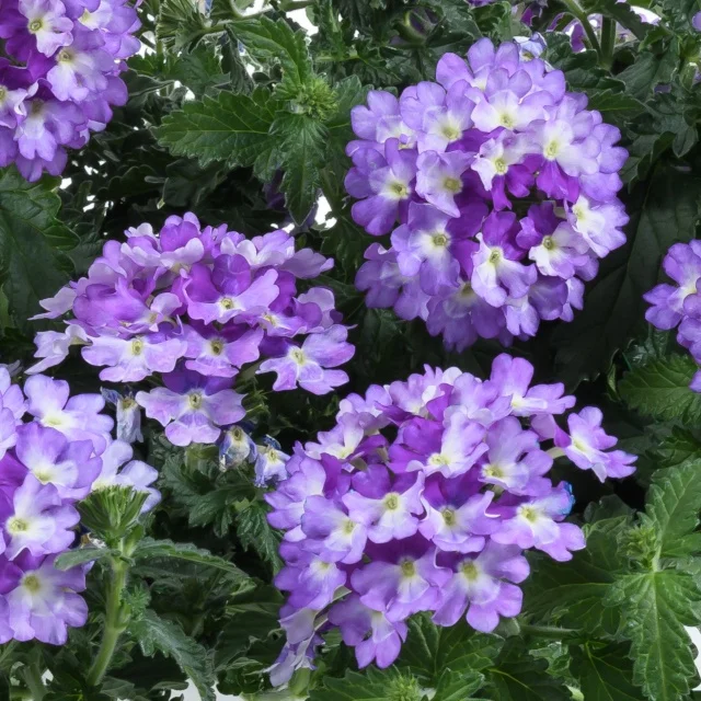 Vanessa™ Verbena, Verbena x hortensis Vanessa™ Series, Monrovia Plant