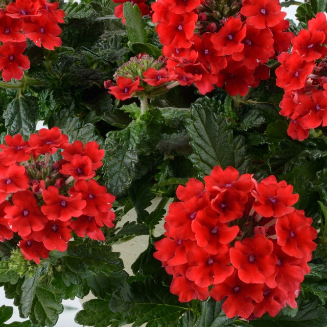 サンタマリアノヴェッラ Verbena バーベナ ヴァーベナ Vanessa™ Verbena, Verbena x hortensis Vanessa™ Series, Monrovia Plant