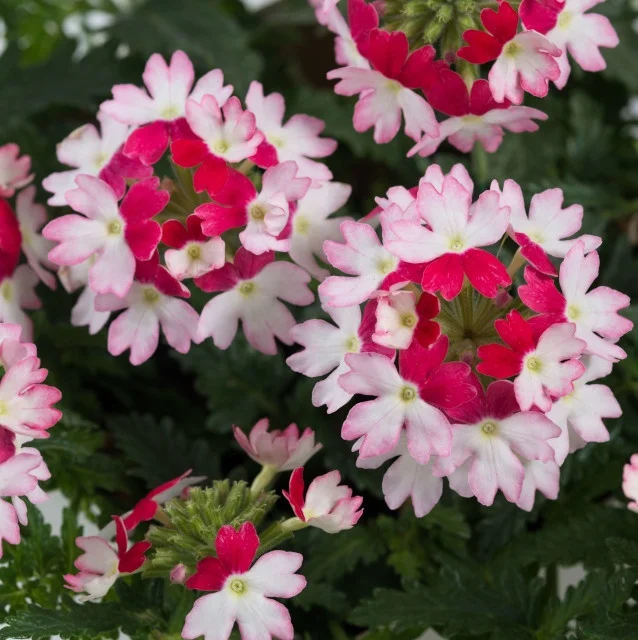 Vanessa™ Verbena, Verbena x hortensis Vanessa™ Series, Monrovia Plant