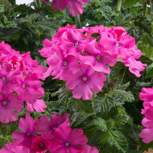 Vanessa™ Verbena, Verbena x hortensis Vanessa™ Series, Monrovia Plant