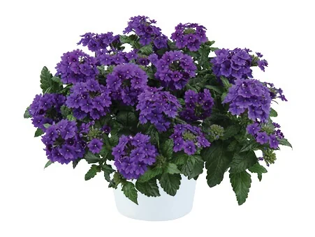 Vanessa Purple Verbena (Verbena x hortensis) mounded in a white container, densely covered with small clustered purple flowers and green foliage, photographed from above showing full mature plant size for retail display.