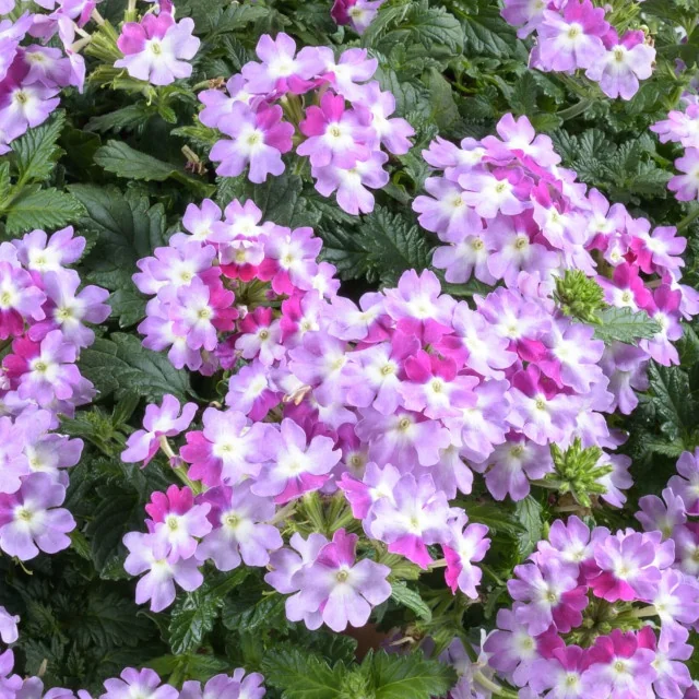 Vanessa Verbena (Verbena x hortensis) displaying dense clusters of small bicolor flowers in shades of purple and magenta with white centers, grown as a full mounded plant with green foliage, showing the variety's mature flowering habit and color range.