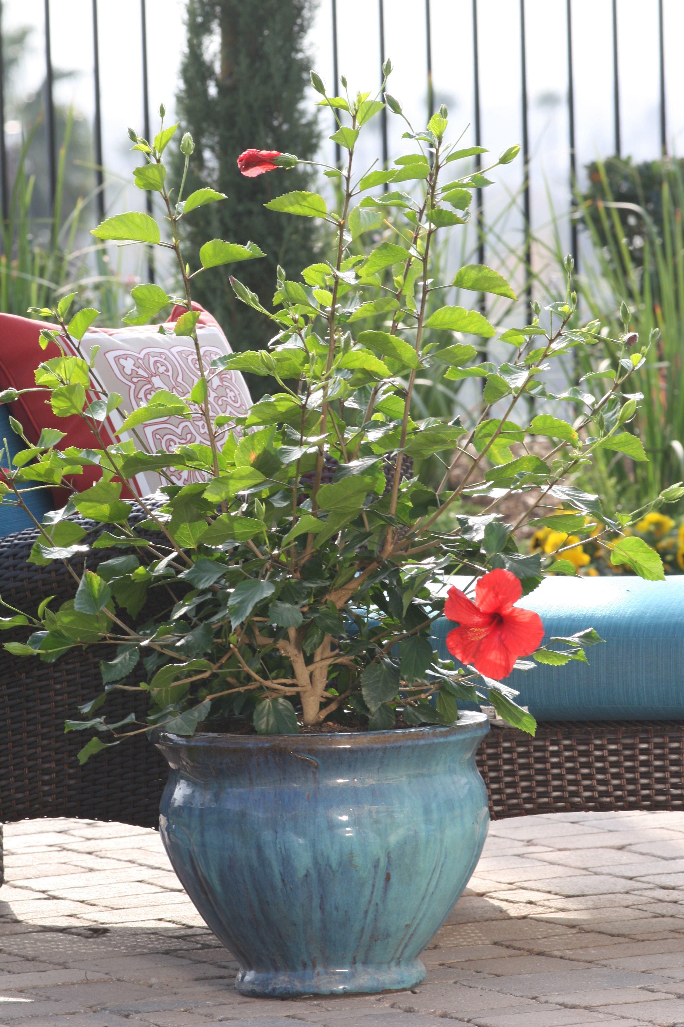 large succulent pot ARTKETTY Succulent Pots, Ceramic Succulent Planters Pots with Drainag