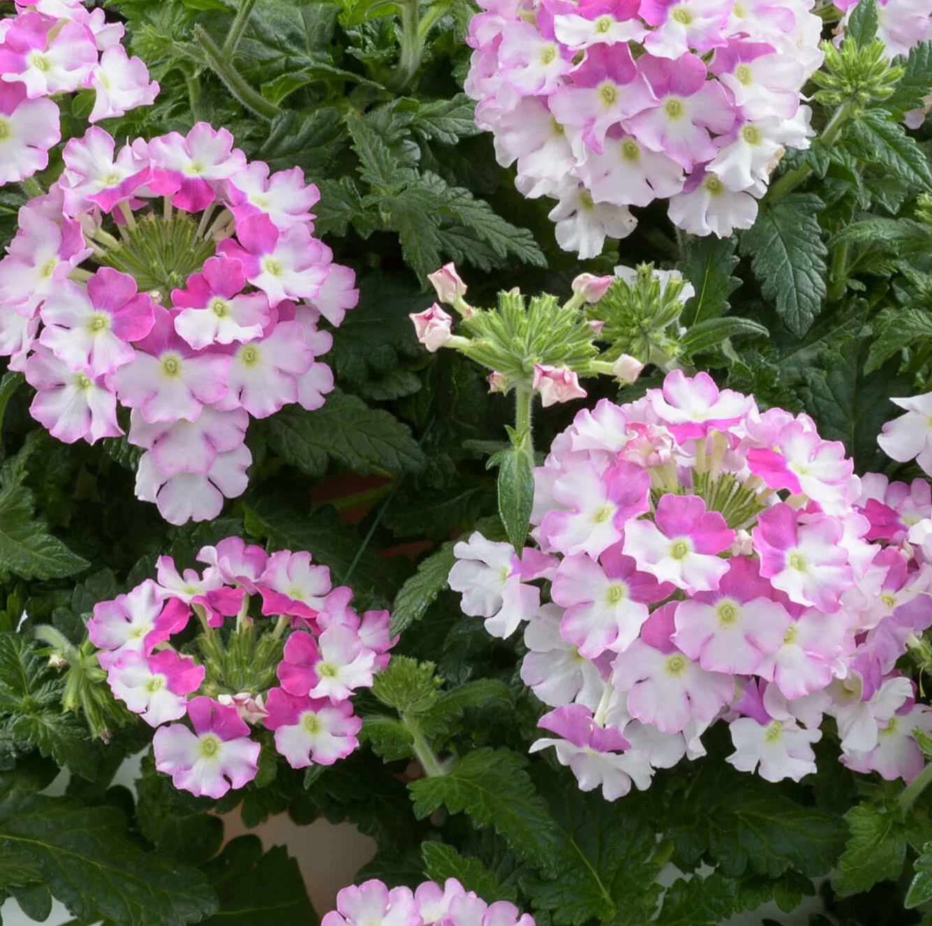 Vanessa™ Verbena, Verbena x hortensis Vanessa™ Series, Monrovia Plant