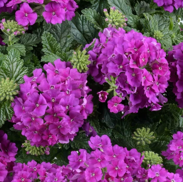 Vanessa™ Verbena (Verbena x hortensis) displays bright magenta-violet flower clusters densely packed with small blooms, set against deeply textured green foliage with visible buds at various growth stages, showing the plant's abundant flowering habit in a garden setting.