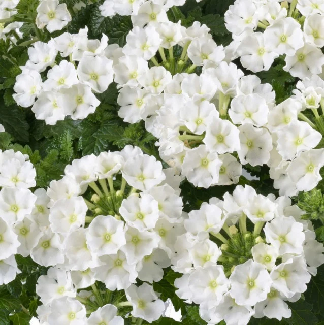 Vanessa™ Verbena, Verbena x hortensis Vanessa™ Series, Monrovia Plant