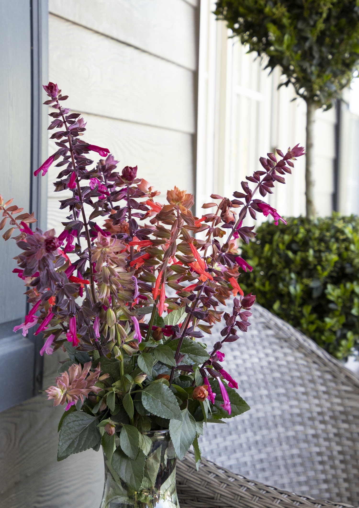 Skyscraper™ Pink Salvia, Salvia x 'HYBSV16017', Monrovia Plant