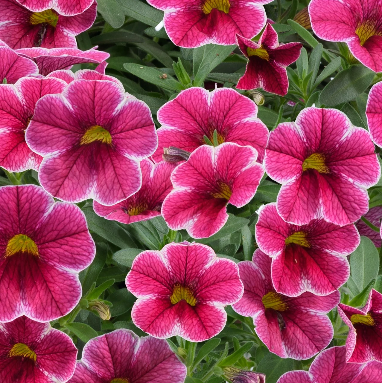 Colibri™ Calibrachoa, Calibrachoa hybrida Colibri™ Series
