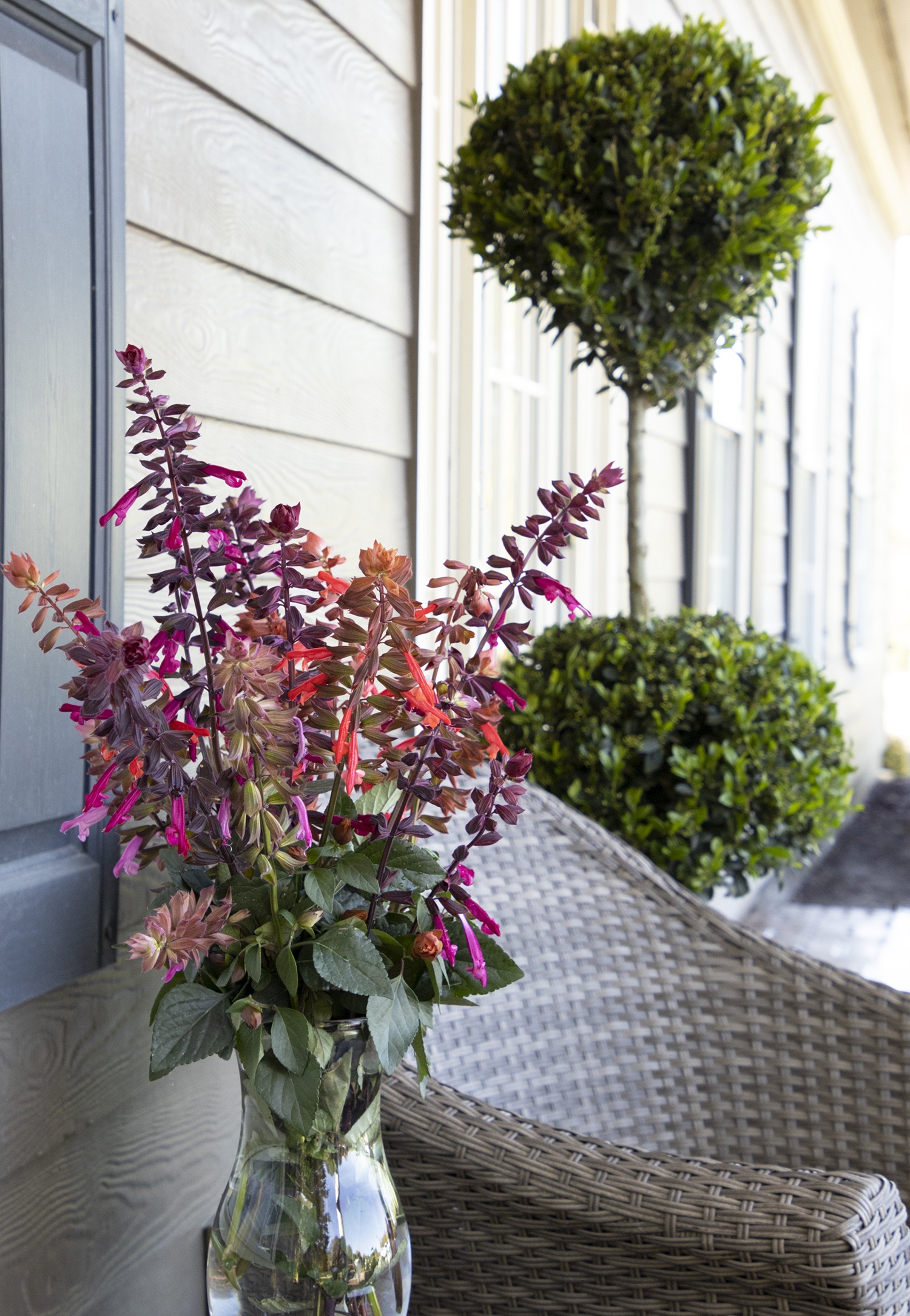 Skyscraper™ Dark Purple Salvia, Salvia x 'HYBSV16016', Monrovia Plant