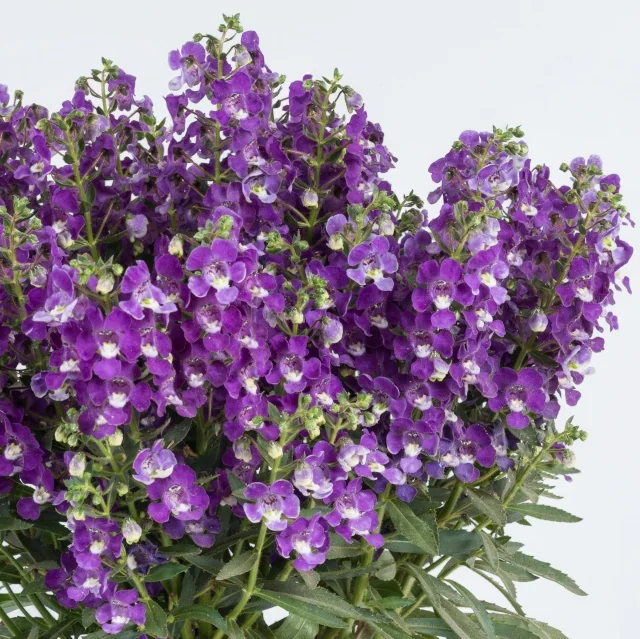 Alonia™ Angelonia (Angelonia angustifolia) displaying dense clusters of deep purple flowers with white centers and throats, accented by narrow green foliage, shown as a full, mounding plant in peak bloom to illustrate mature garden performance.