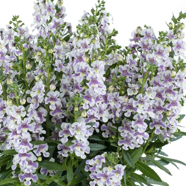Alonia™ Angelonia (Angelonia angustifolia) with dense spires of bicolor violet and white flowers and narrow green foliage, shown as a full, bushy plant displaying mature flowering habit for garden planning.