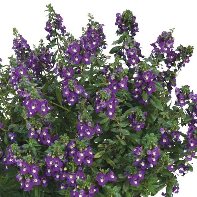 Alonia™ Angelonia (Angelonia angustifolia) in full bloom, displaying deep purple flowers with white centers densely clustered on tall green stems, shown as a full mature plant demonstrating flowering abundance and garden performance.