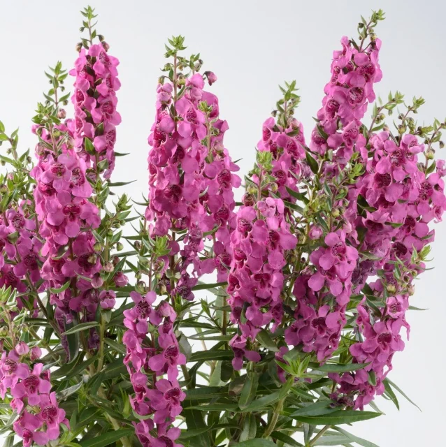 Alonia™ Angelonia (Angelonia angustifolia) with tall spires of densely packed dark pink flowers and narrow green foliage, shown in full bloom from a frontal view demonstrating the variety's mature flowering habit and color intensity.