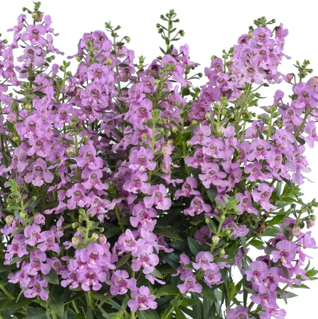 Alonia™ Angelonia (Angelonia angustifolia) displaying dense spikes of small lavender-pink flowers with green foliage, shown as a full, bushy plant in bloom to demonstrate mature flowering habit and landscape performance.