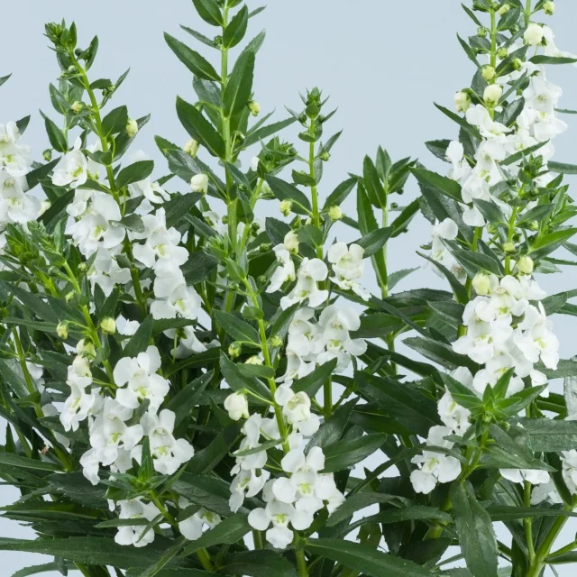 Alonia™ Angelonia (Angelonia angustifolia) displaying upright spikes of pure white flowers with yellow centers and narrow green foliage, shown at full bloom in a close-up view demonstrating the variety's flower abundance and garden performance.