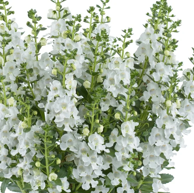 Alonia™ Angelonia 'Snowball' displays dense spikes of pure white flowers with yellow centers on green stems, shown at full bloom demonstrating the variety's floriferous garden performance.
